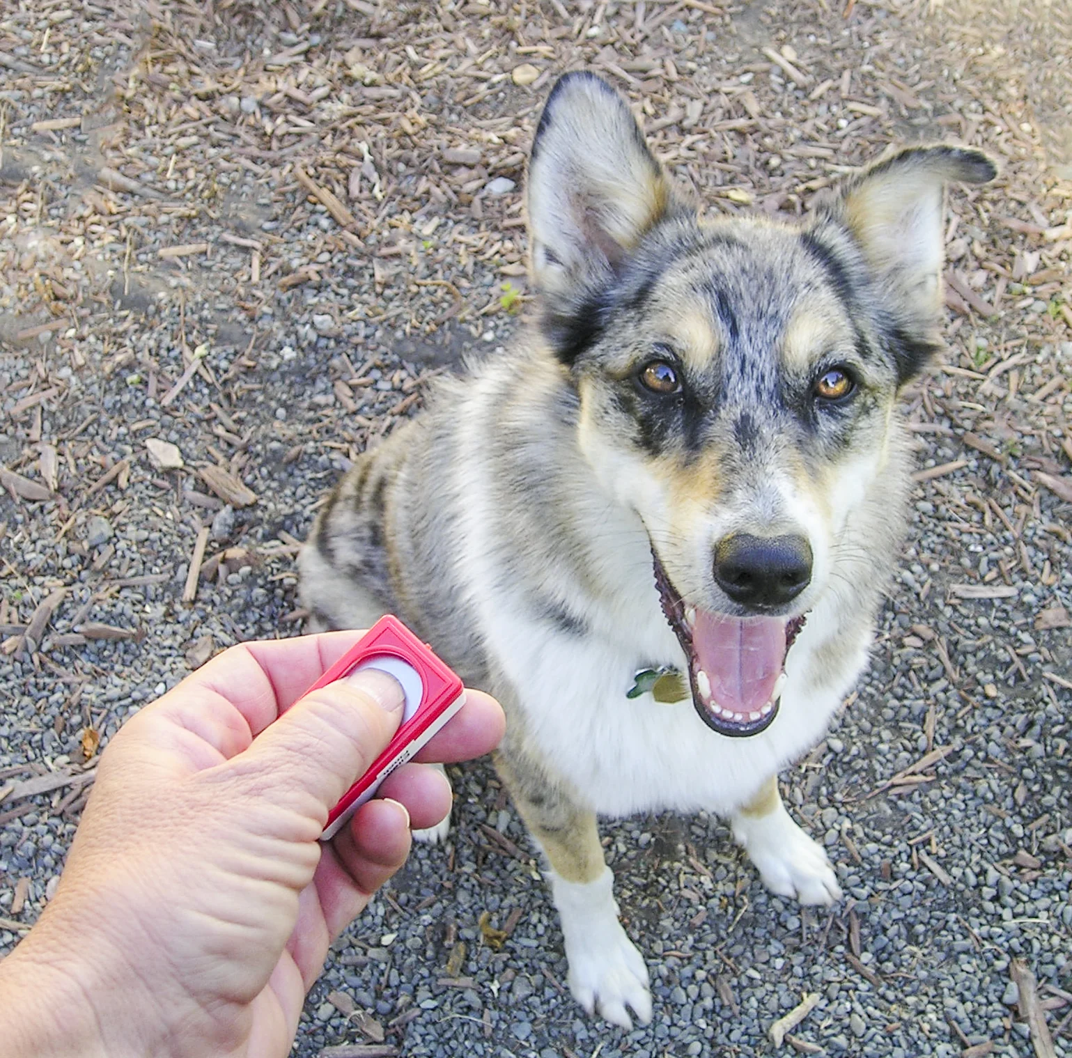 Chien recevant un apprentissage au clicker.